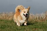 CORGI PEMBROKE 1115